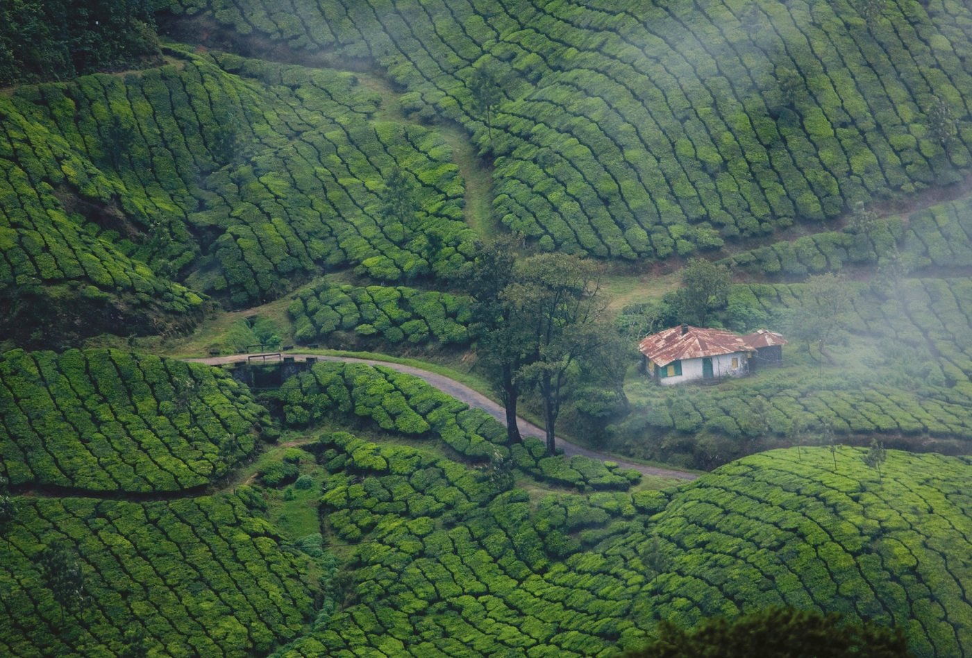 Misty tea garden cottage in the Kerala highlands