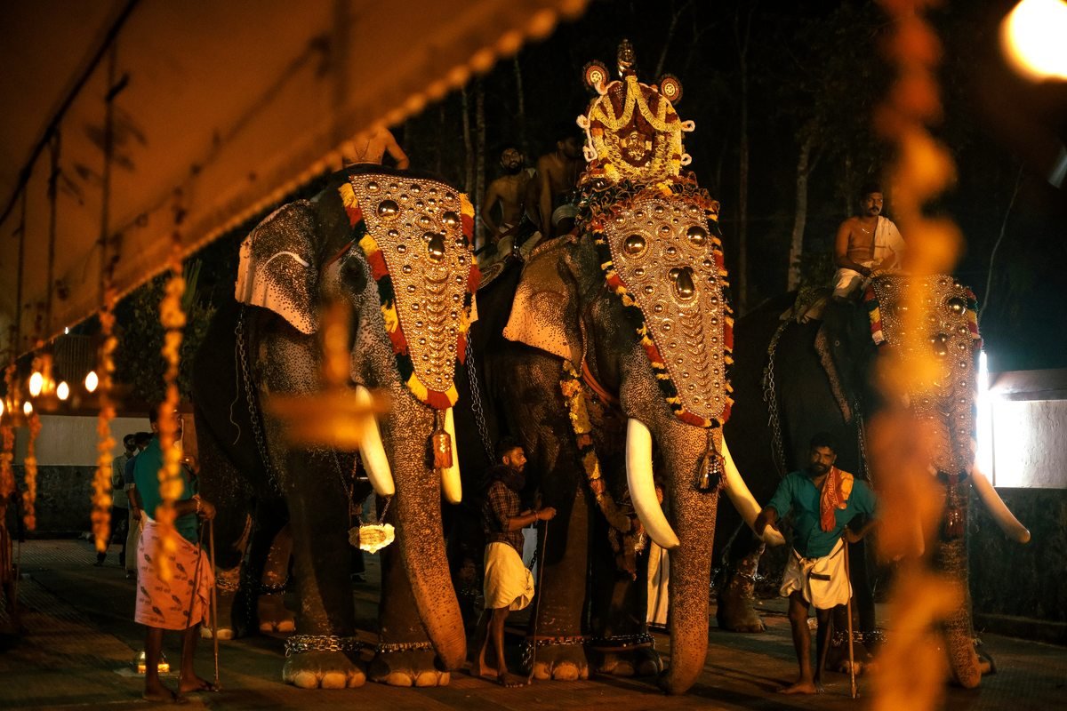 Caparisoned elephants at a Kerala temple festival