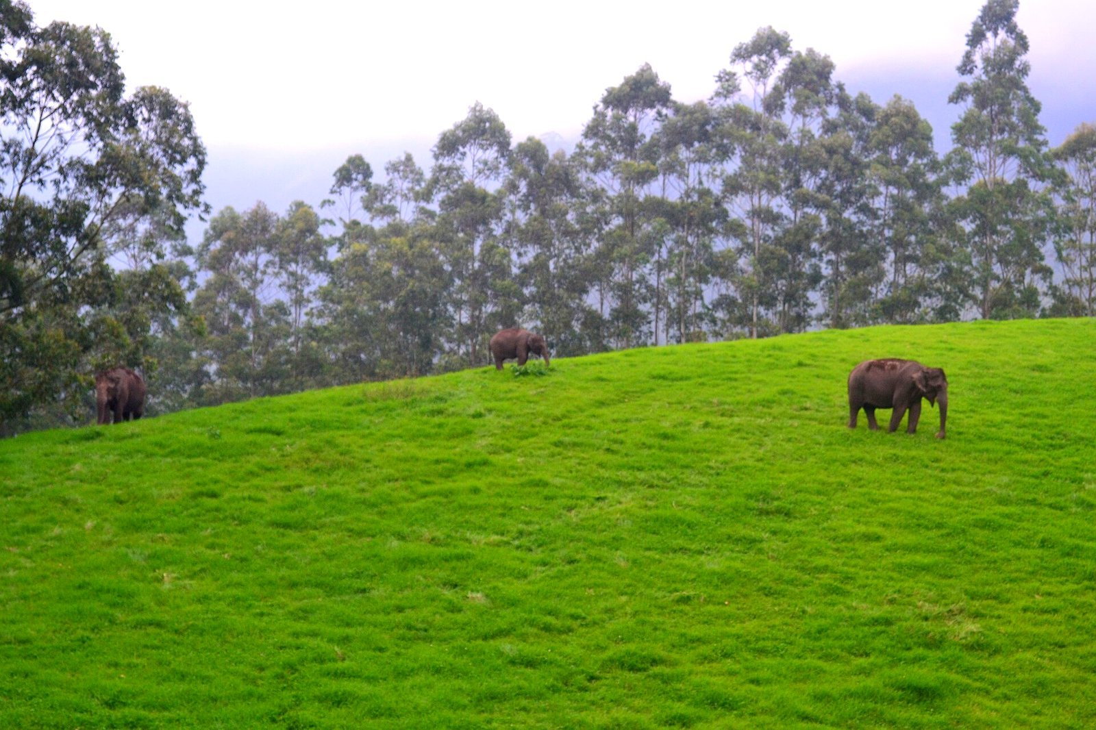 Elephants at Thekkady Periyar wildlife sanctuary tour package