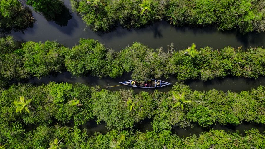Aerial view of a canoe on a Kerala backwater canal