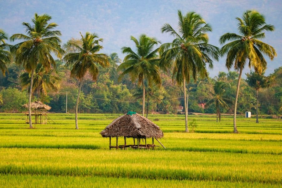 Golden Kerala paddy fields with a thatched hut